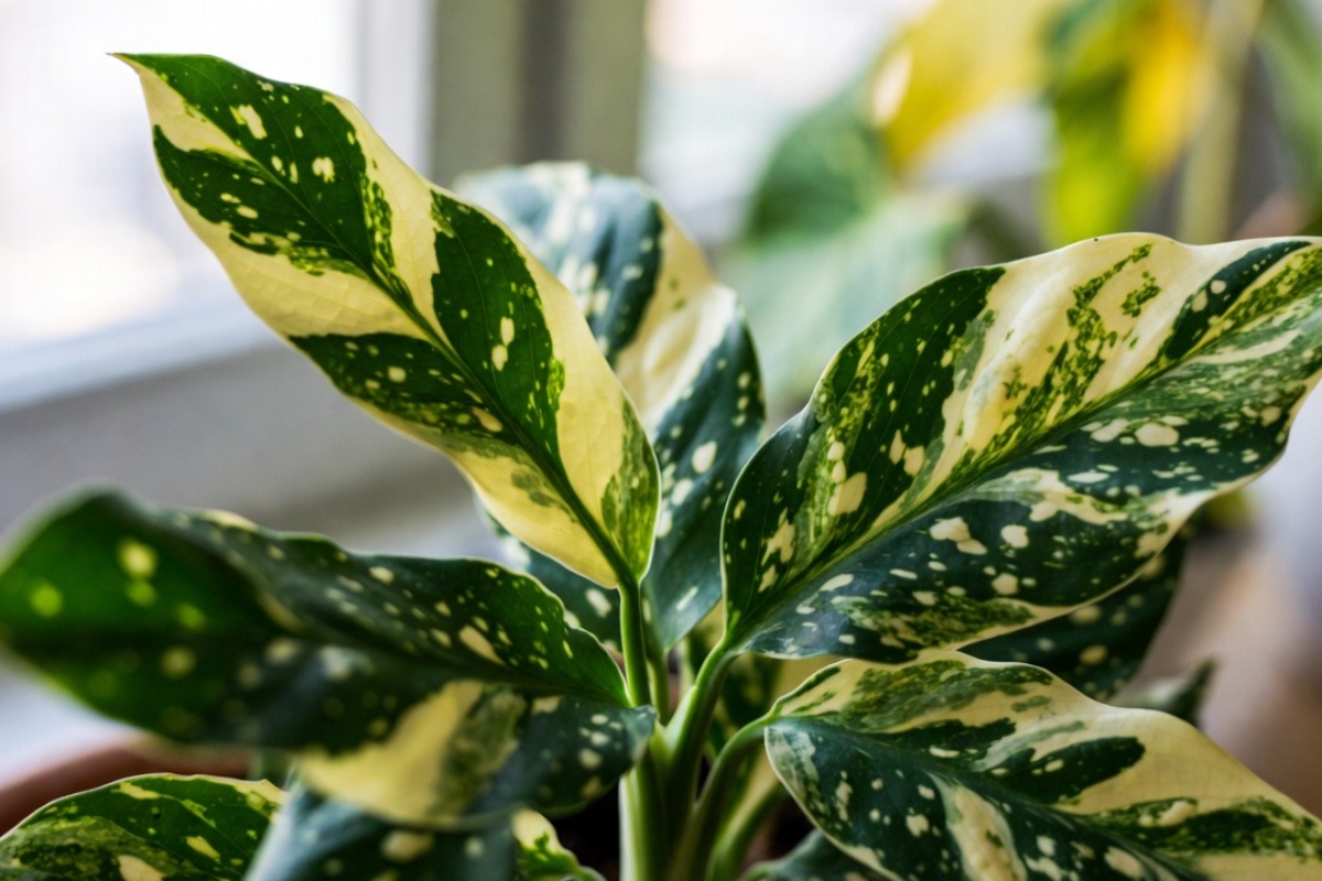 Šta znači kada listovi svekrvinog jezika imaju bele mrlje i kako to rešiti – image 1