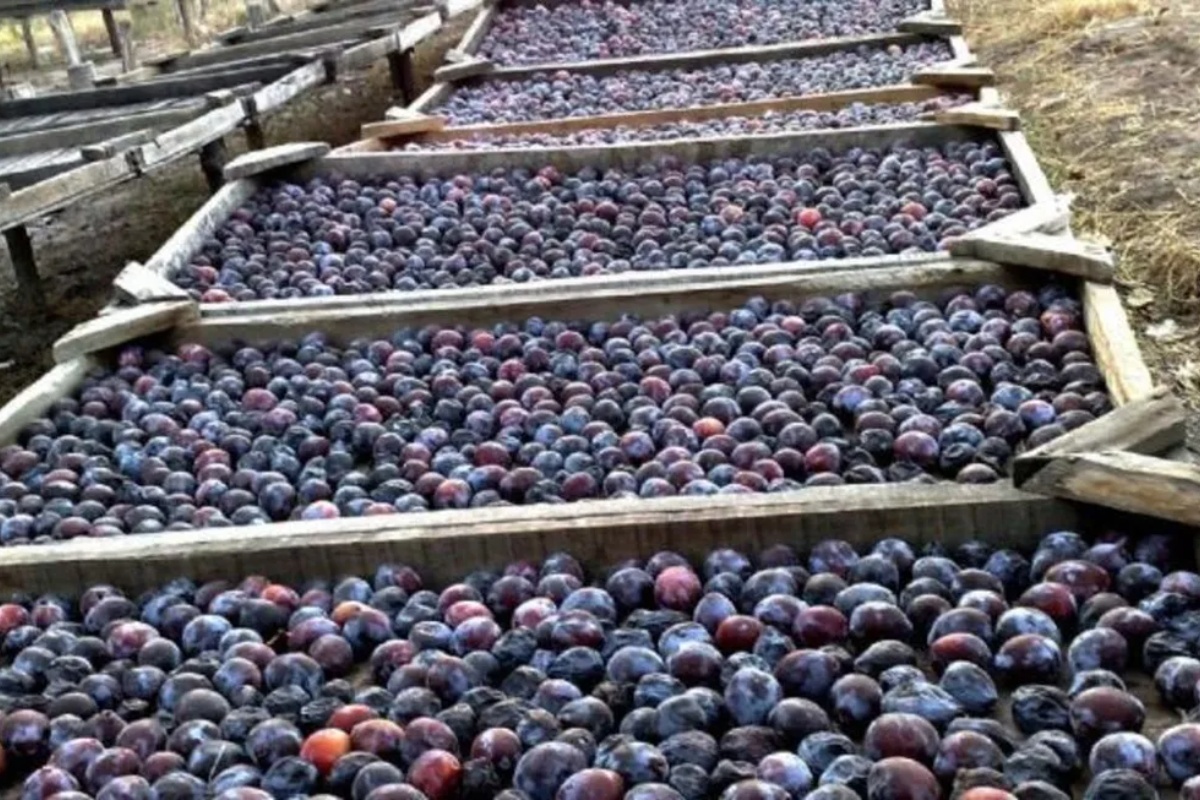 Ne bacajte ih: zašto recikliranje koštica šljiva može biti ključno za vaš dom – image 1