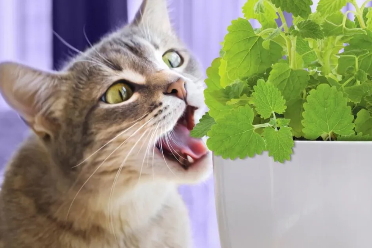 3 sobne biljke koje mačke obožavaju: nisu toksične – image 1