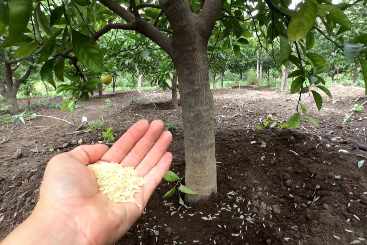 Čemu služi posipanje sirovog pirinča u zemljište oko limuna i koje su prednosti – image 1