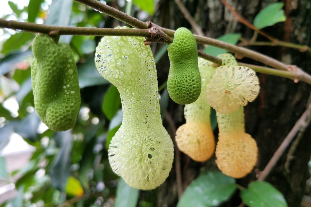 Ni bršljan ni penjući fikus: puzavica koja raste za manje od 6 meseci i daje prirodne sunđere – image 1