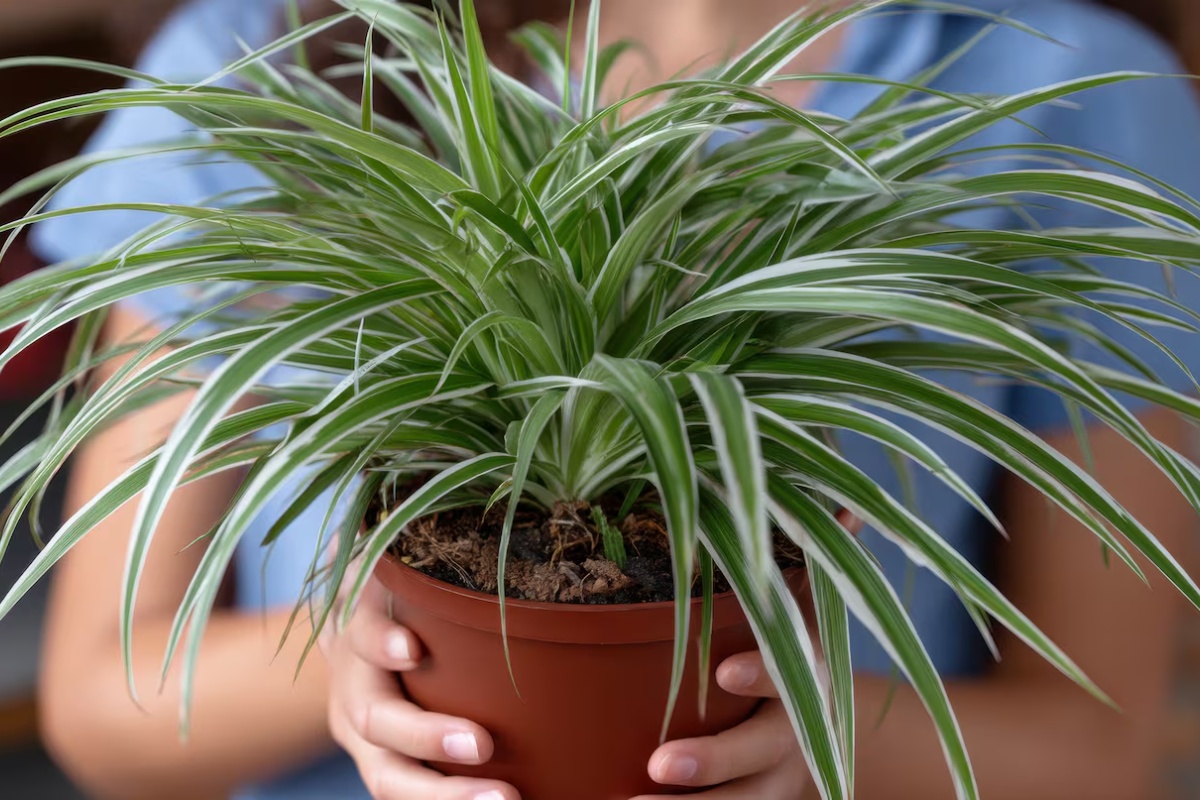 3 sobne biljke koje psi vole, prema mišljenju veterinara – image 1