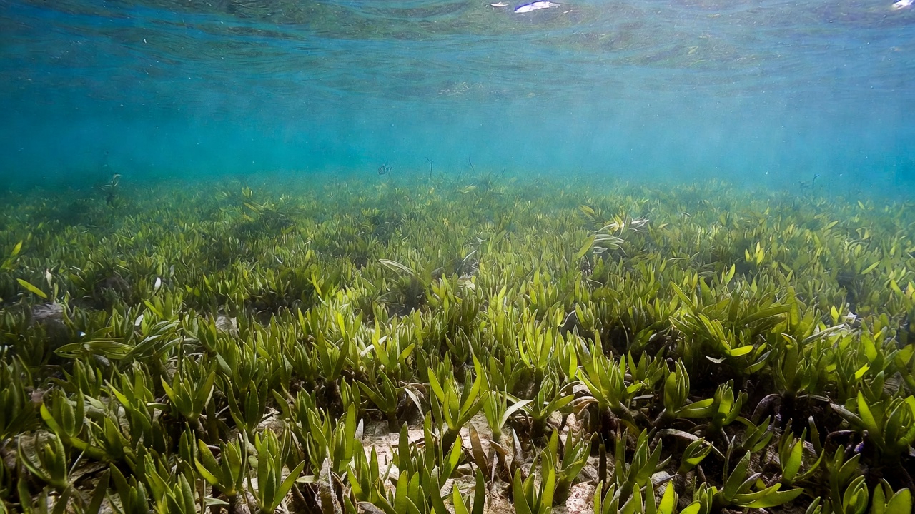 Neverovatno otkriće: živo biće koje je veće od Buenos Ajresa i staro je 4500 godina – image 1