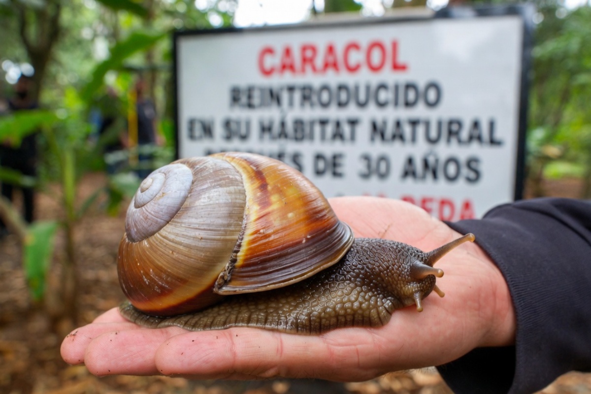 Svetska zoologija slavi prekretnicu bez presedana: Ponovo uvode puža u prirodu nakon 30 godina izumiranja – image 1