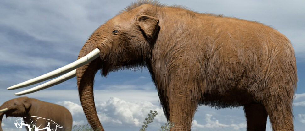 Neverovatno otkriće u Miramaru: pronađen fosil praistorijskog slona starog više od 100 hiljada godina – image 1