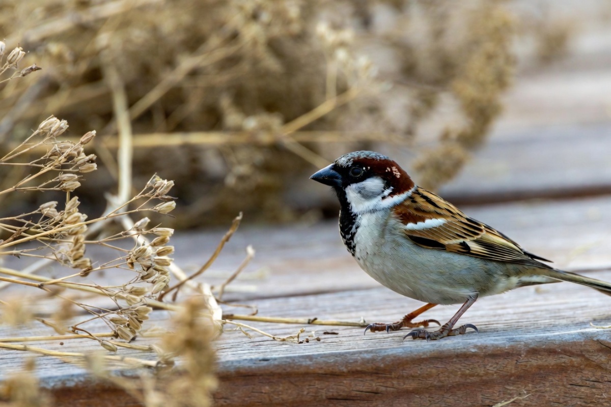 Vrapci će dolaziti u vaše dvorište svakog dana u januaru ako ostavite ovaj prirodni proizvod na vidiku – image 1