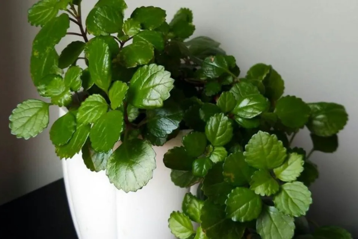 Gde smestiti biljku novca unutar kuće kako biste odmah privukli bogatstvo – image 1