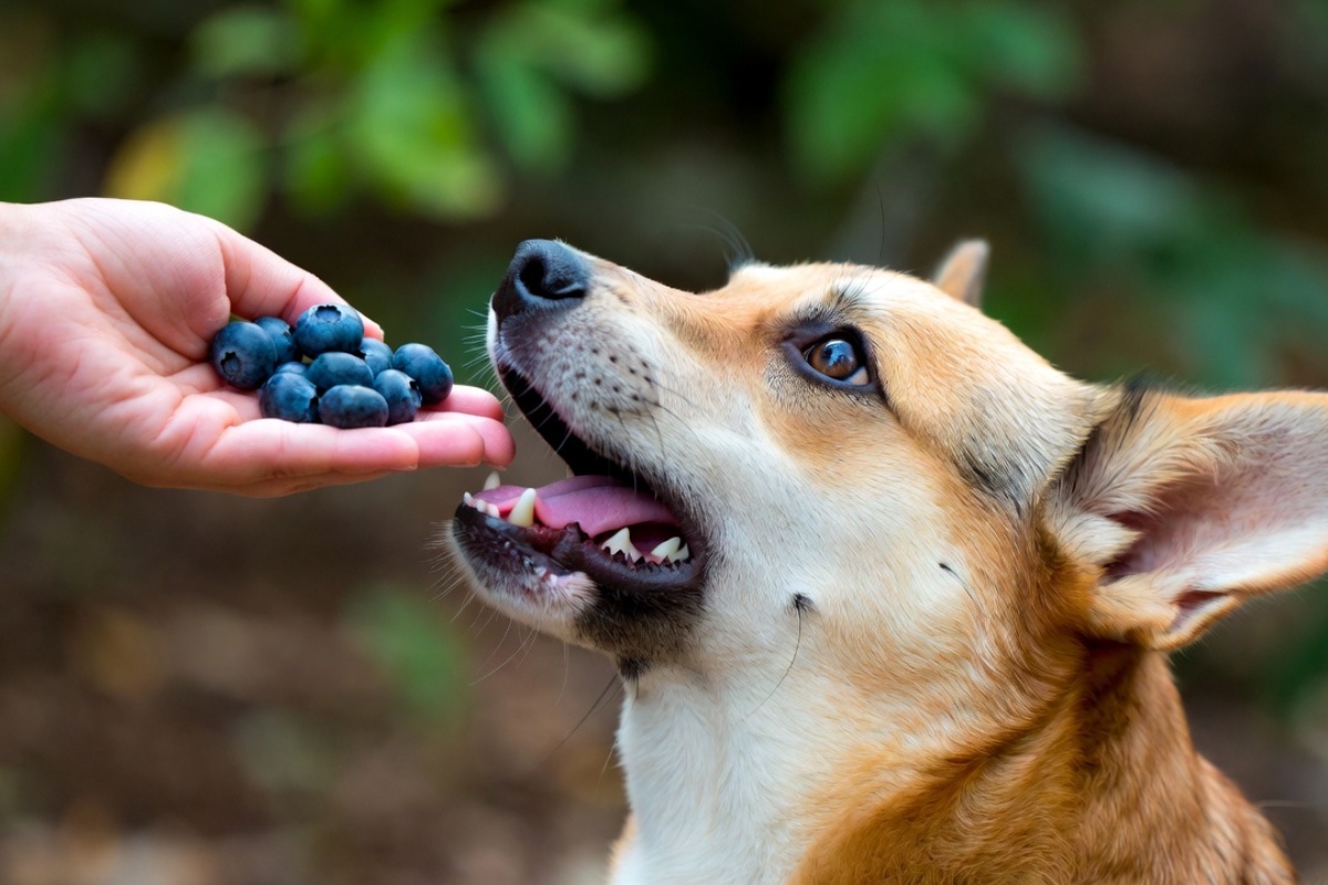 Ni jabuka ni banana: Voće koje vaš pas voli i koje veterinari preporučuju jednom nedeljno – image 1