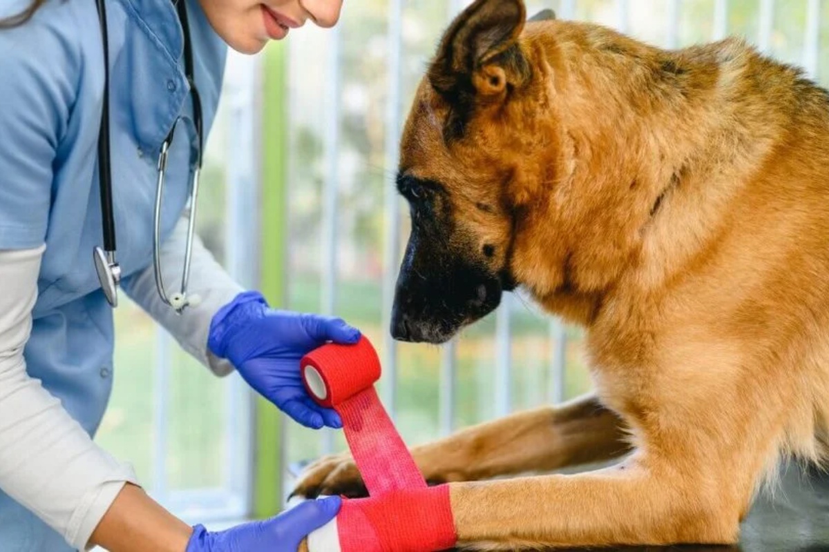 Veterinarka je otkrila 5 znakova koji ukazuju na to da vaš pas oseća bol: kako da ih prepoznate – image 1