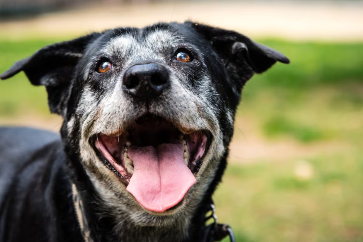 Ni sa 8 ni sa 10 godina: u kom uzrastu se pas smatra starim – image 1