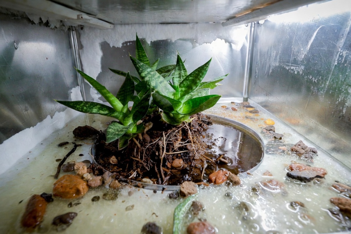 Stavljanje želatina u 'svekrvin jezik': čemu služi i kako pomaže biljkama – image 1