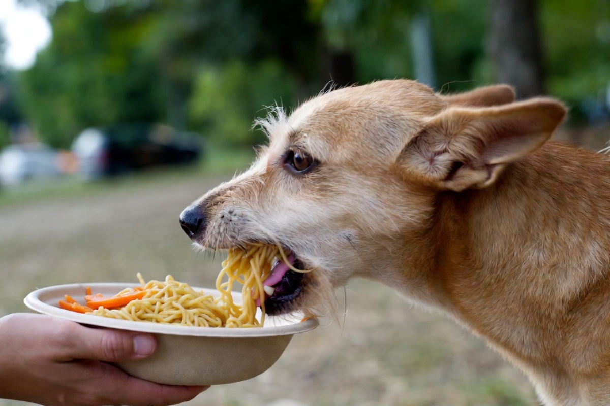 Davanje rezanaca sa šargarepom vašem psu: koliko često to raditi i zašto to preporučuju veterinari – image 1