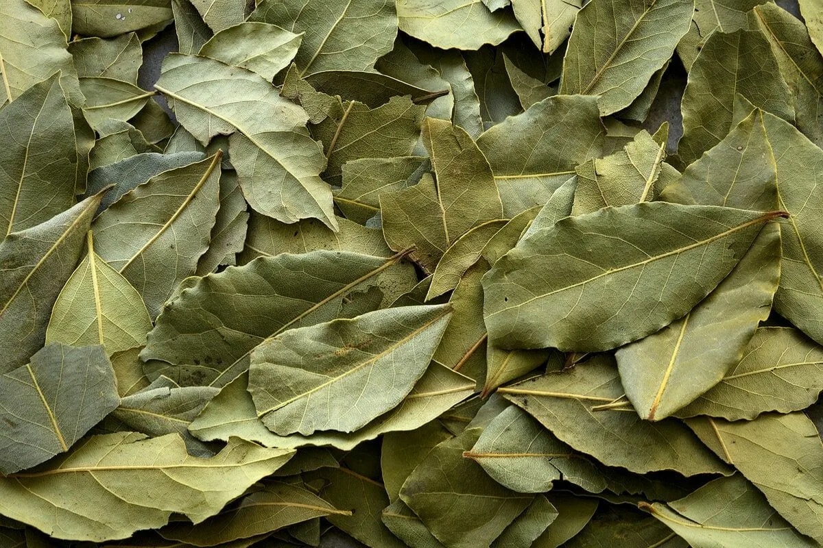 Gdje postaviti lovorov list u kući za privlačenje dobre sreće i tjeranje žohara detail 2