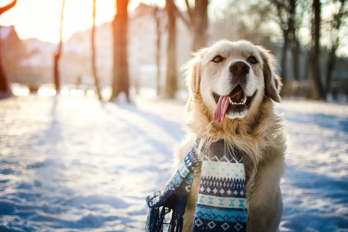 Šteti li hladnoća koži vašeg psa? Ono što mnogi vlasnici u Hrvatskoj ne znaju zimi detail 2