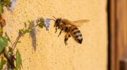 Šta znači kada pčela leti oko vaše kuće, prema Feng Šuiju – image 2