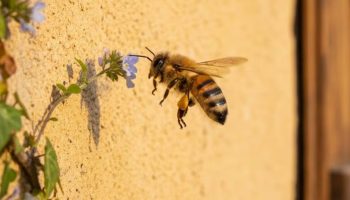 Šta znači kada pčela leti oko vaše kuće, prema Feng Šuiju – image 2