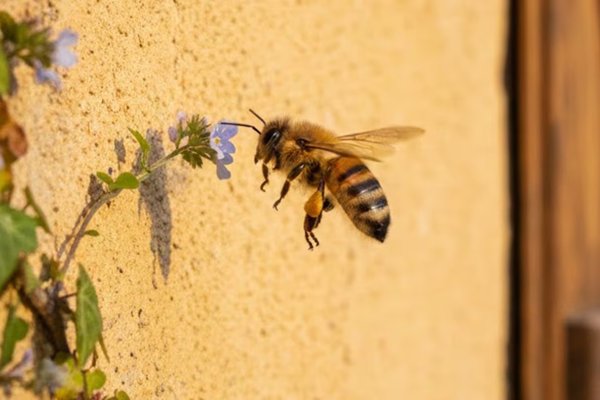 Šta znači kada pčela leti oko vaše kuće, prema Feng Šuiju – image 2