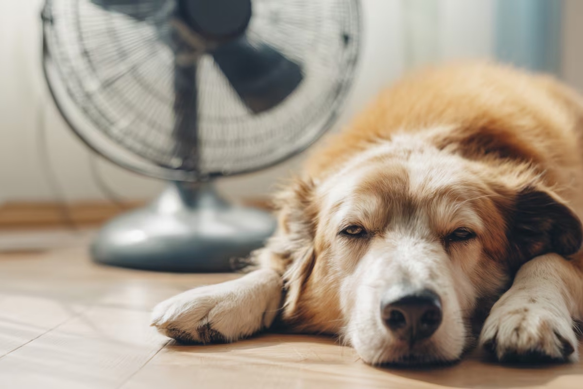 Ni kupanje ni ostavljanje napolju: šta uraditi da vaš pas ne pati tokom toplotnog talasa – image 2
