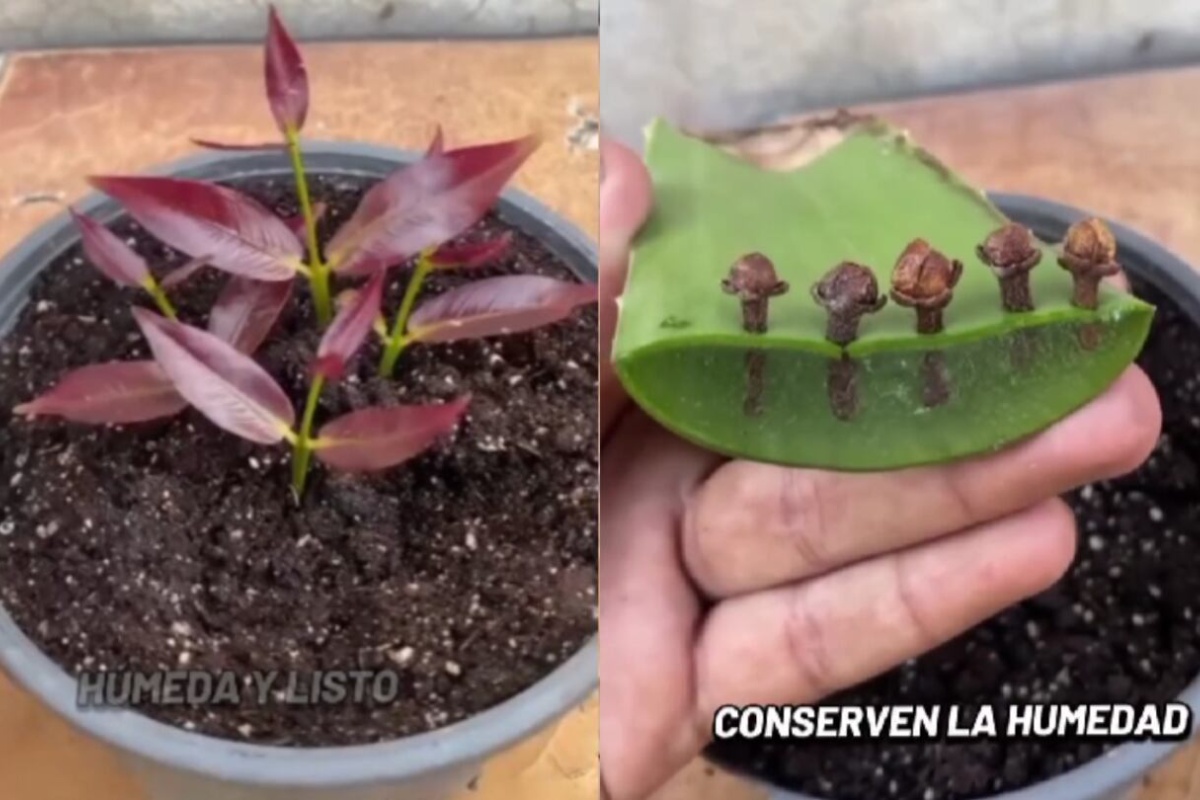 Aromatična biljka na koju malo ko obraća pažnju, a pruža prelep cvet – image 2