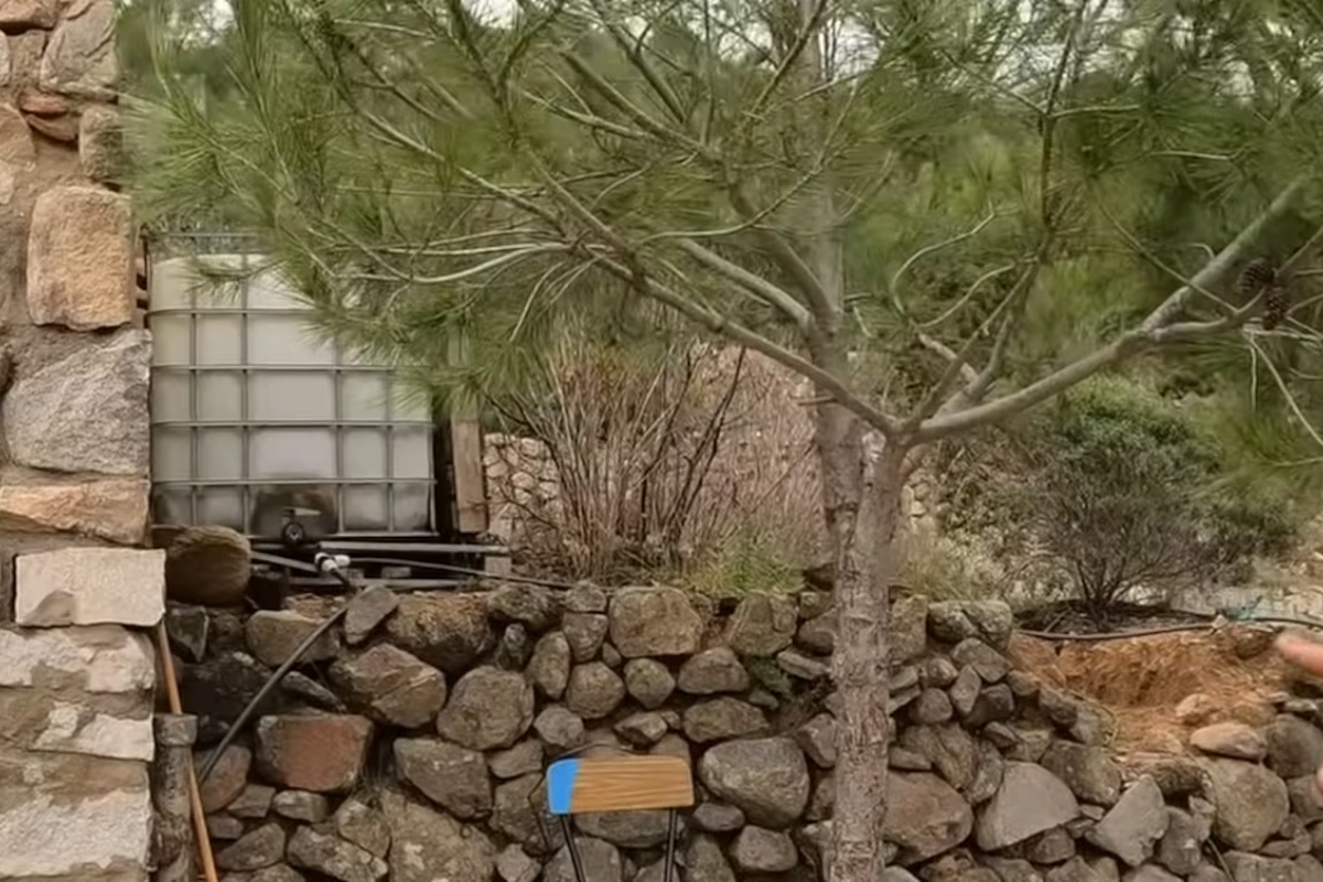 Ima 23 godine, napustio je grad i otišao da živi u šumi sa svojim životinjama: „Pronašao sam sebe“ – image 2