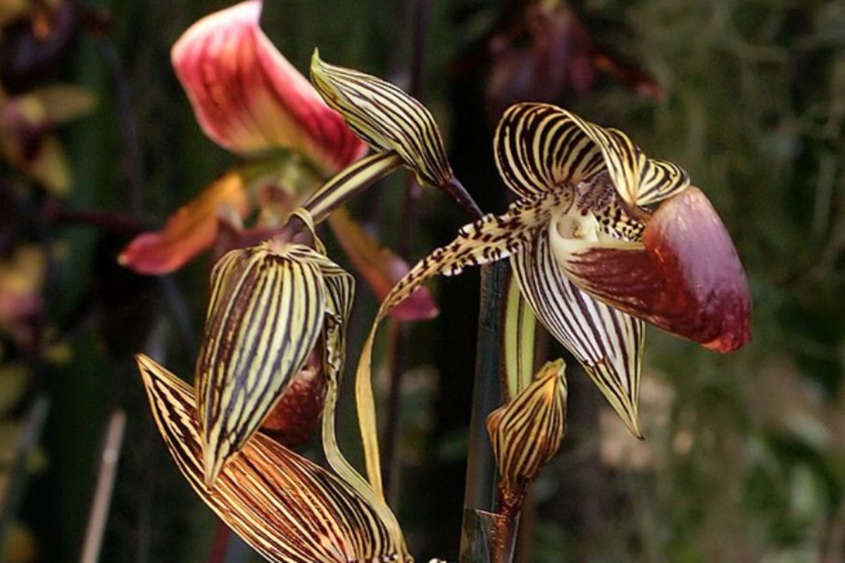 Biljka kojoj je potrebno do 15 godina da procveta i može vredeti više od 5.000 € – image 2