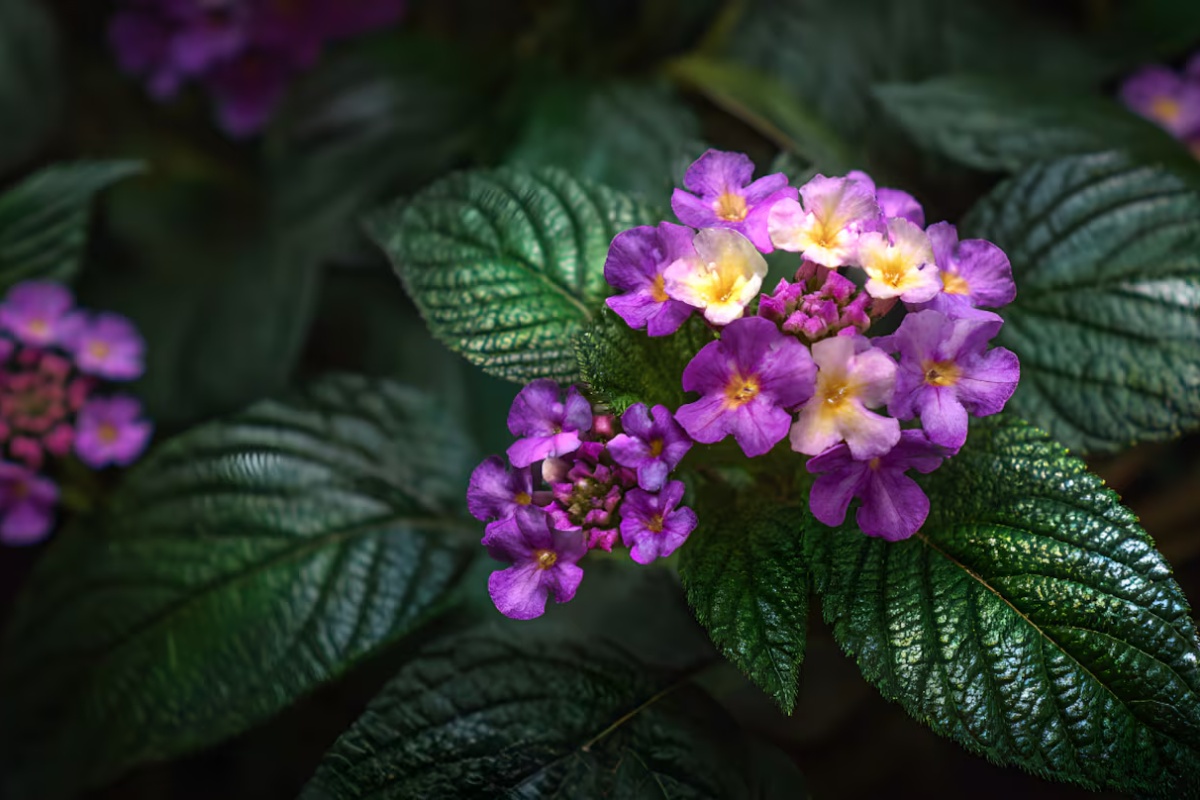 Ni lavanda ni jasmin: biljka koja miriše na vanilu, a koju u Srbiji skoro niko ne poznaje – image 2