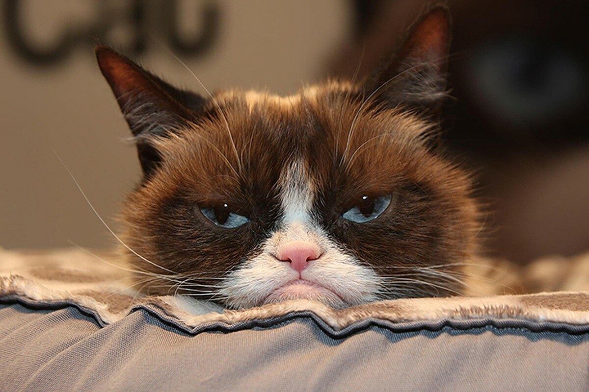 Da li mačke umeju da se uvrede i kako da im se pravilno izvinite – image 2