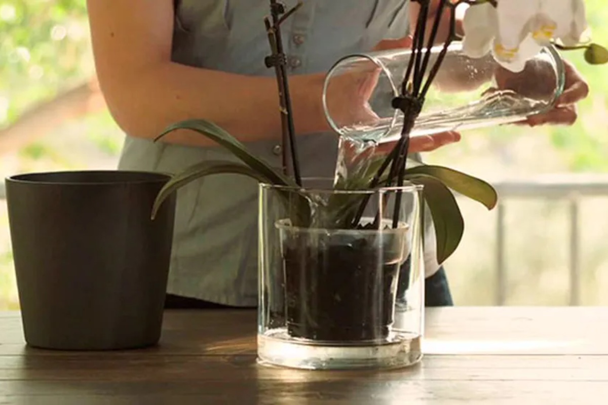 Greška pri zalivanju sobnih biljaka koja ih ubija: kako da je izbegnete i podstaknete cvetanje – image 2