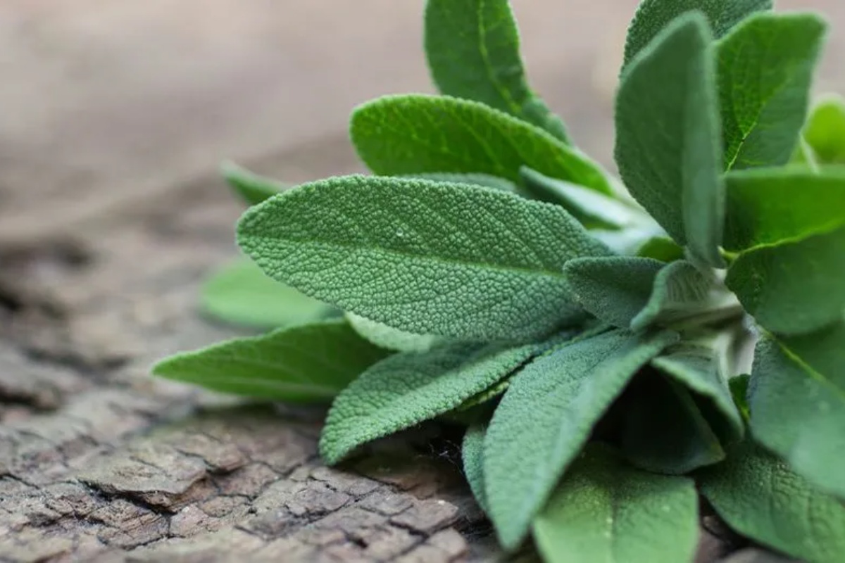 Bašta bez zalivanja: otporne biljke koje preživljavaju sušu i ulepšavaju vaš dom – image 2