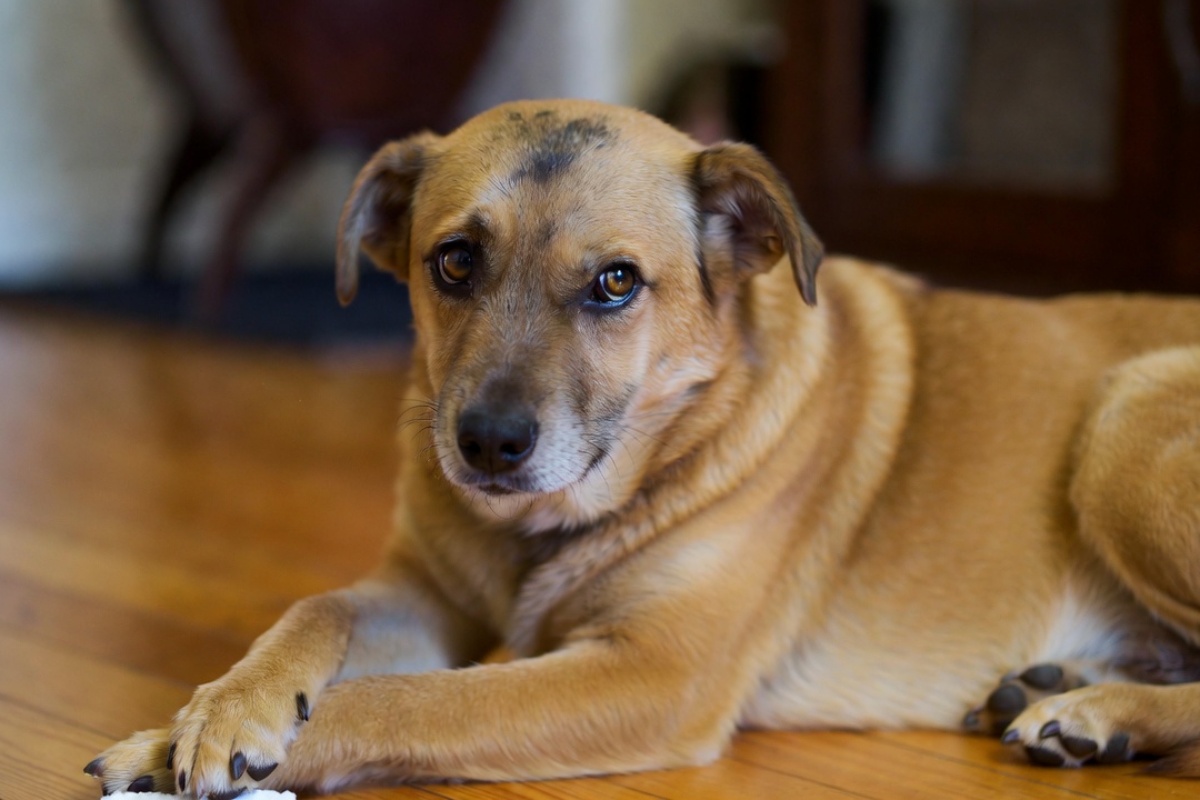 Stručnjak kaže: tri znaka vašeg psa koji ukazuju na bolove u zglobovima – image 2