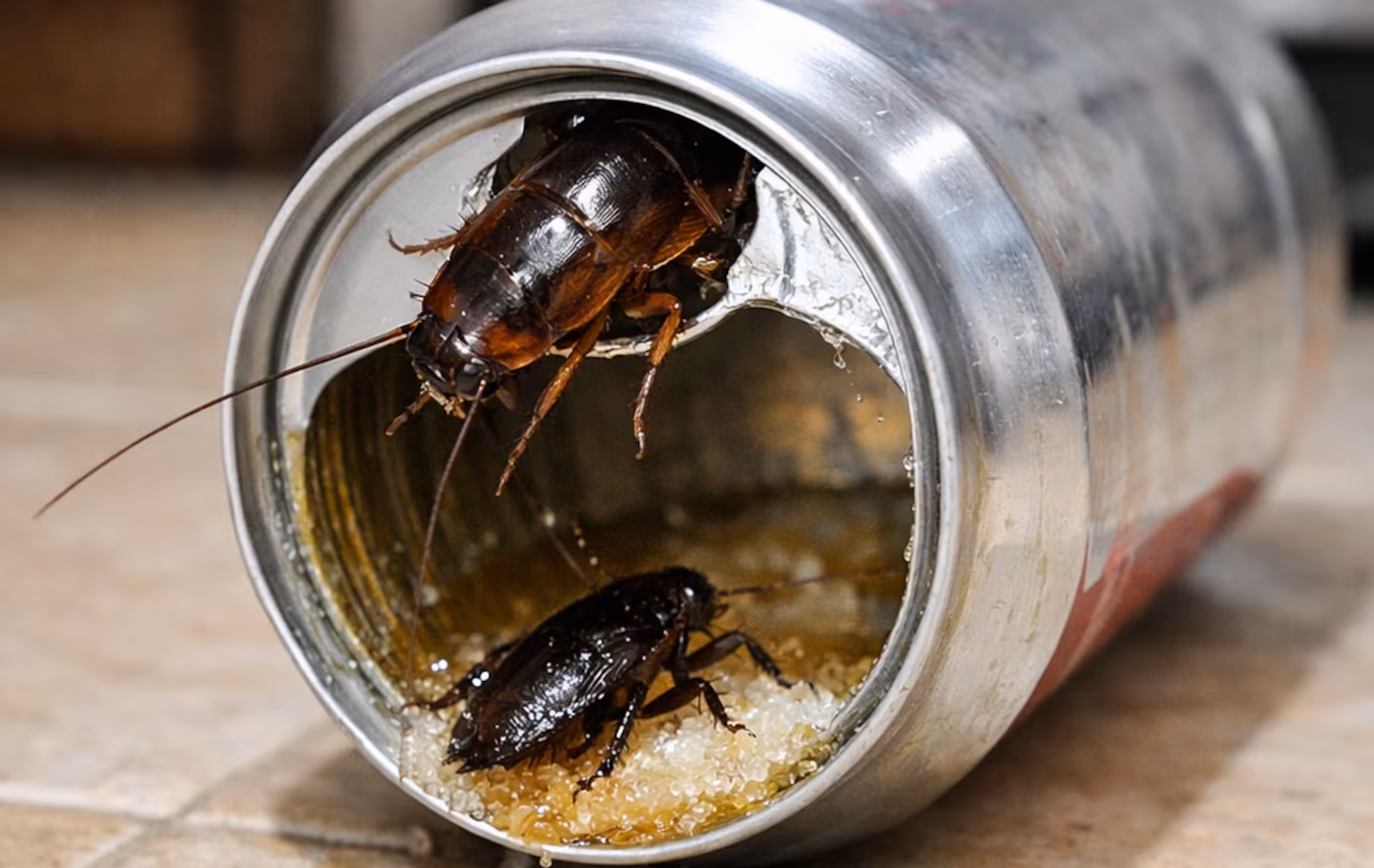 Zbogom bubašvabama: Kako napraviti domaću zamku uz pomoć limenke soka – image 2