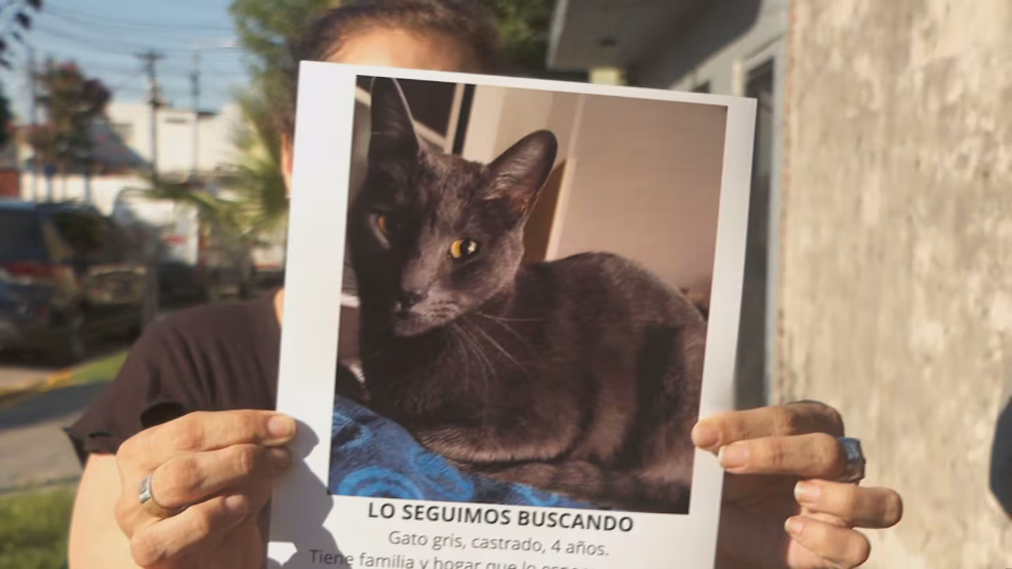 Izgubili su mačka, objavili potragu na mrežama, a onda postali žrtve pokušaja prevare sa neverovatnom metodom – image 2