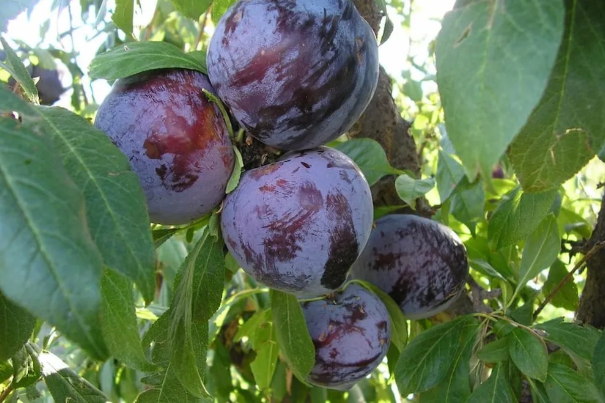 Ne bacajte ih: zašto recikliranje koštica šljiva može biti ključno za vaš dom – image 2