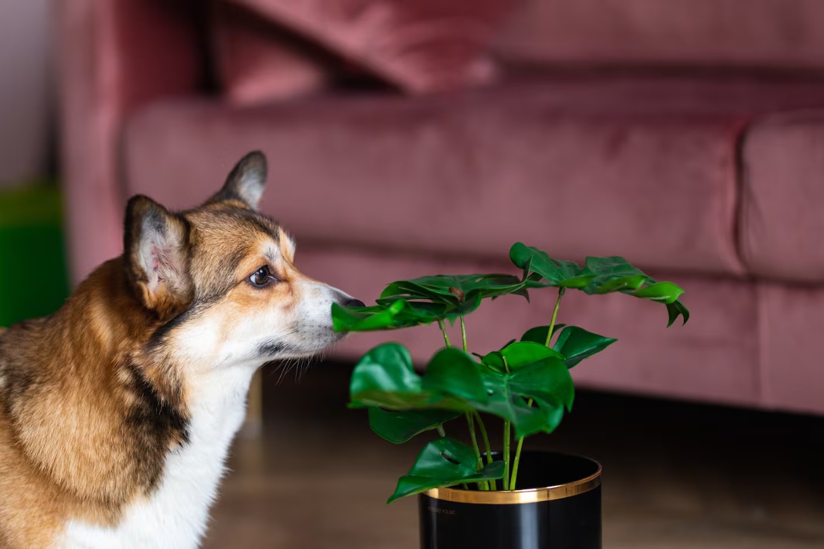 3 sobne biljke koje psi vole, prema mišljenju veterinara – image 2