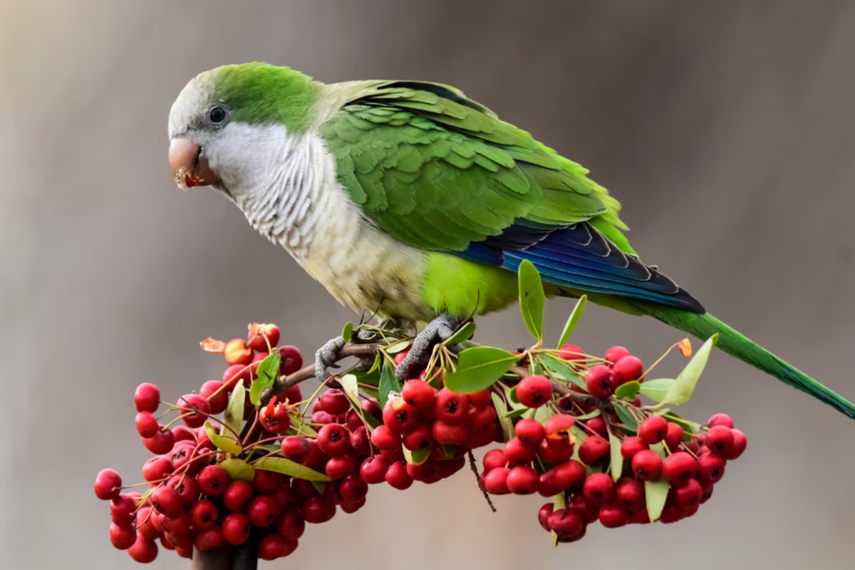 Šta znači kada papagaj sleti na vaš balkon, prema Feng Šuiju – image 2