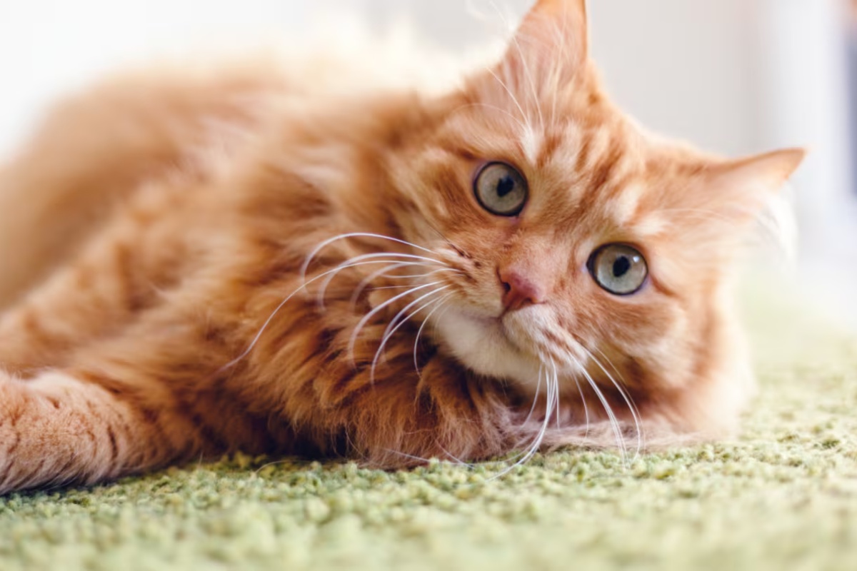 Postavljanje zaleđene flaše blizu mačjeg kreveta: čemu služi i kada to uraditi – image 2