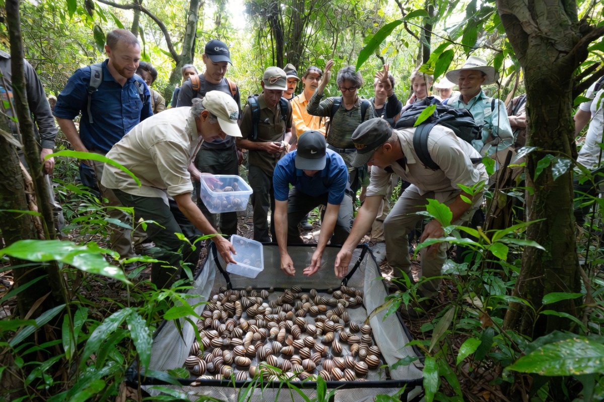 Svetska zoologija slavi prekretnicu bez presedana: Ponovo uvode puža u prirodu nakon 30 godina izumiranja – image 2