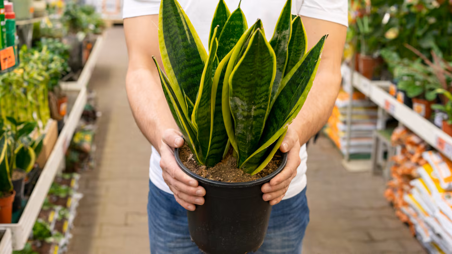 Ni sukulenti ni potos: Koje biljke pomažu da bolje spavate – image 2