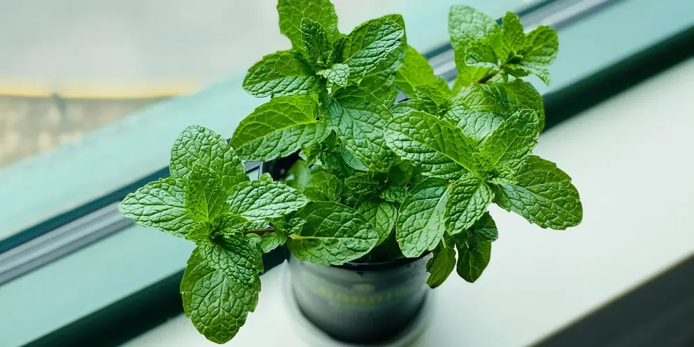 Ova biljka odbija komarce u zatvorenom prostoru i skoro da joj ne treba sunce – image 2