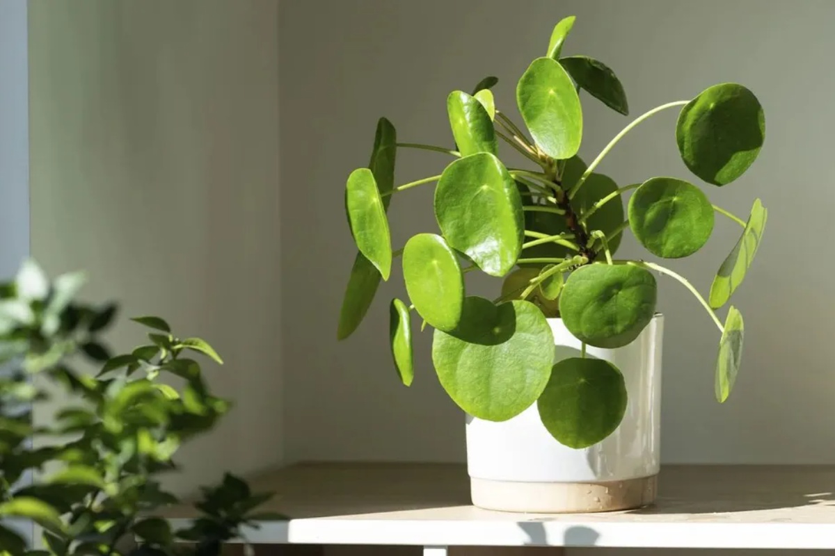 Gde smestiti biljku novca unutar kuće kako biste odmah privukli bogatstvo – image 2