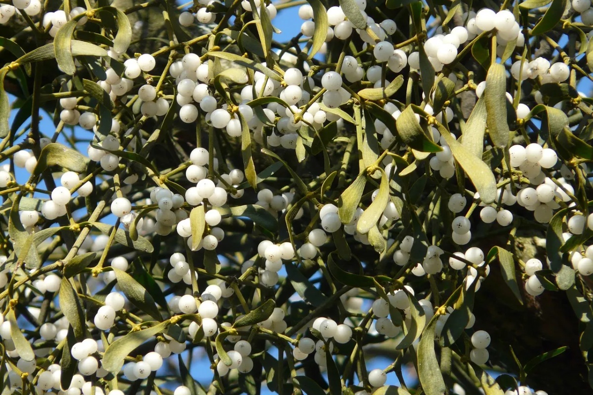 Svi su ih videli, ali malo ko zna šta su: Zašto se na drveću pojavljuju čudne zelene kugle – image 2