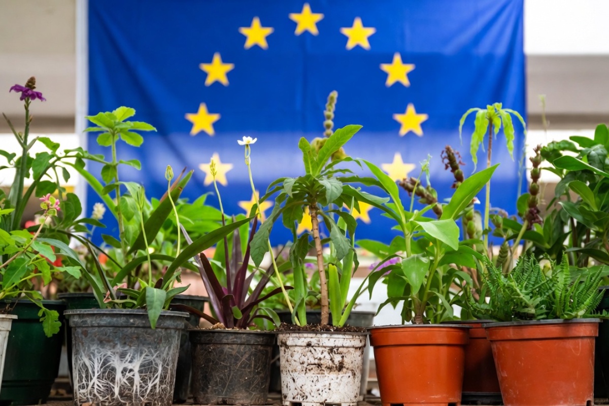 Kraj za saksijsko bilje. Približava se nova zabrana u Evropskoj uniji – image 2