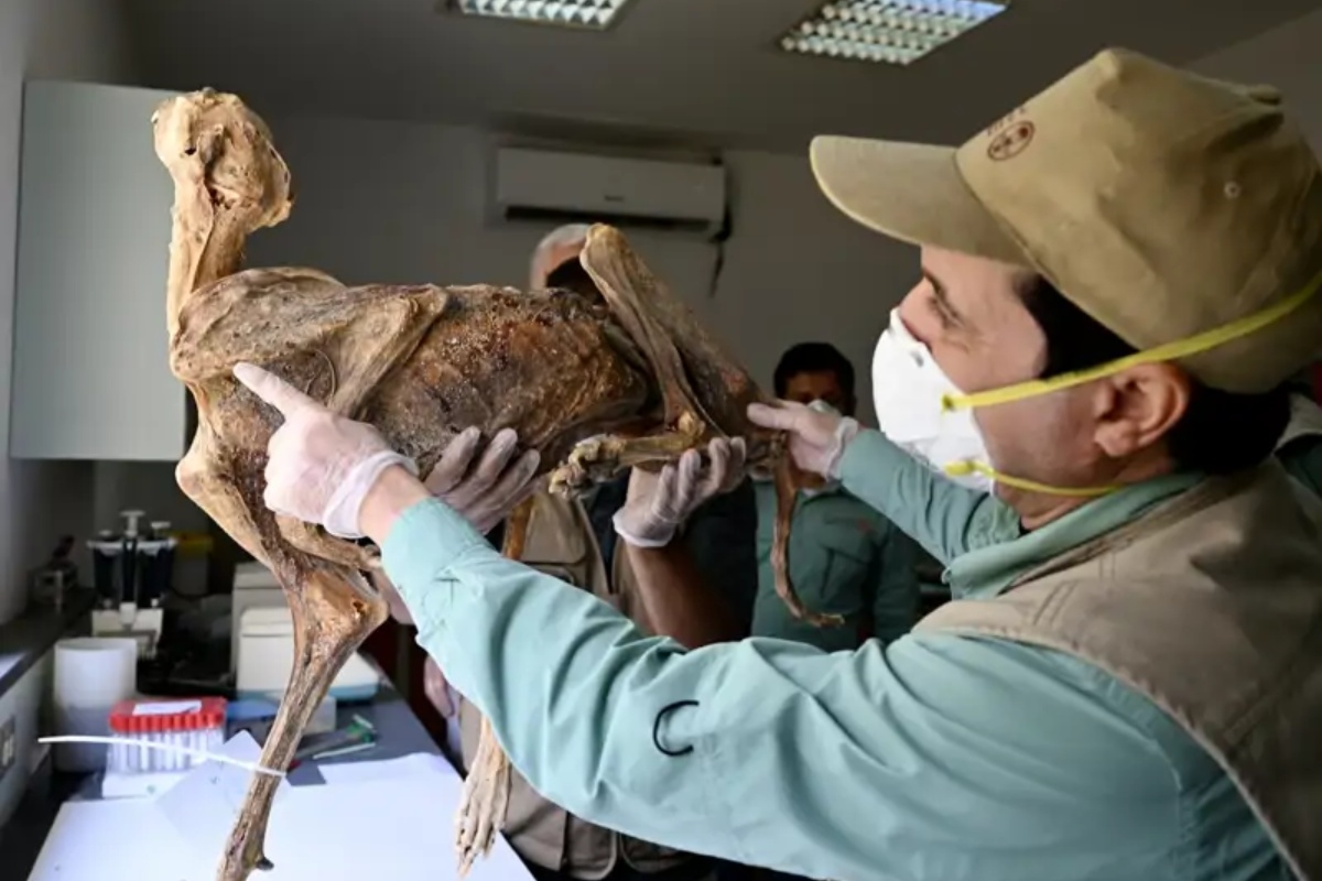 Pronađene mumije geparda u pećinama koje bi mogle pomoći u oporavku ovih velikih mačaka – image 2