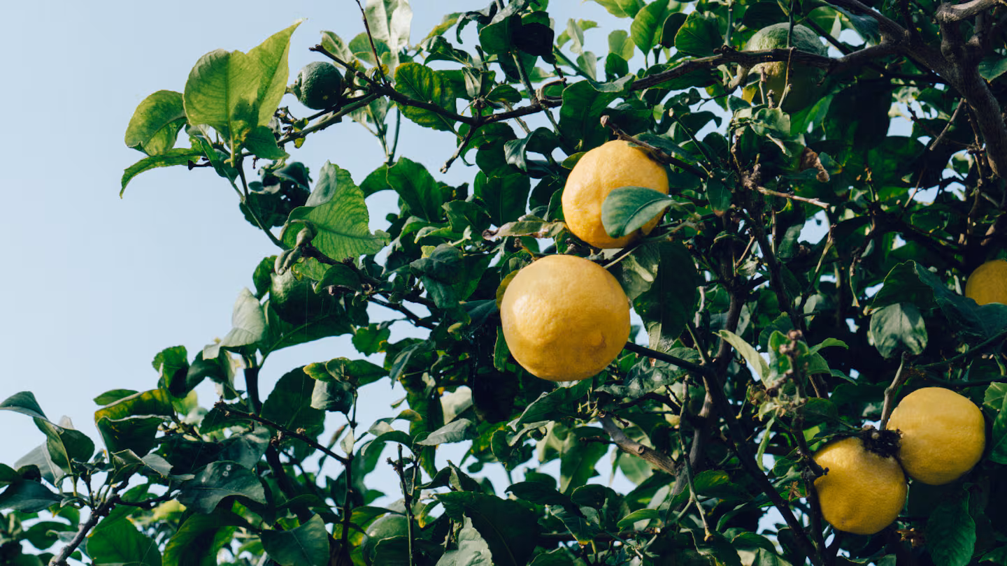Ostavite čelične sunđere u vodi nedelju dana: zašto ovaj jednostavan korak može pomoći limunu – image 2