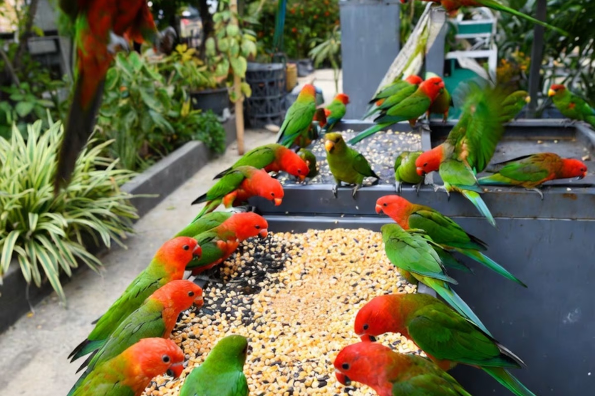 Papagaji će masovno posećivati vašu baštu svakog dana u februaru ako ostavite ovaj proizvod u posudi – image 2