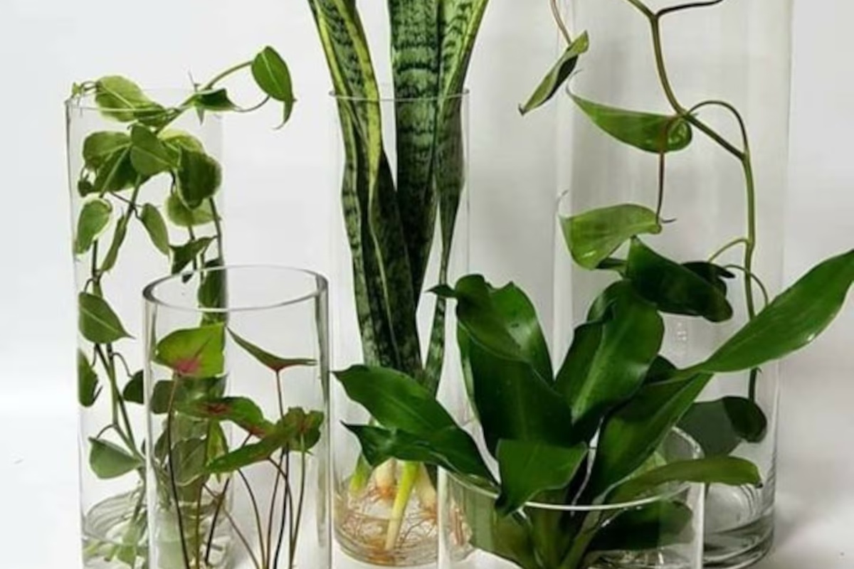 Korišćenje čenova belog luka i hidrogena: čemu služe i zašto se preporučuju za biljke – image 3