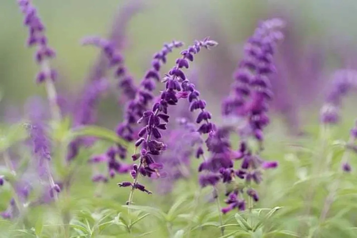 Ako imate meksičku žalfiju, imate pravo blago: kako je posaditi u bašti da bi bila puna leptira – image 3