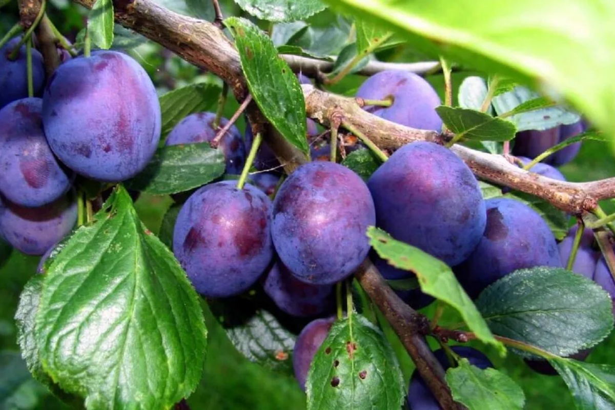 Ne bacajte ih: zašto recikliranje koštica šljiva može biti ključno za vaš dom – image 3