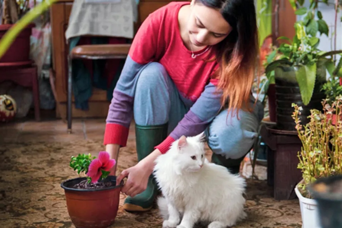 3 sobne biljke koje mačke obožavaju: nisu toksične – image 3