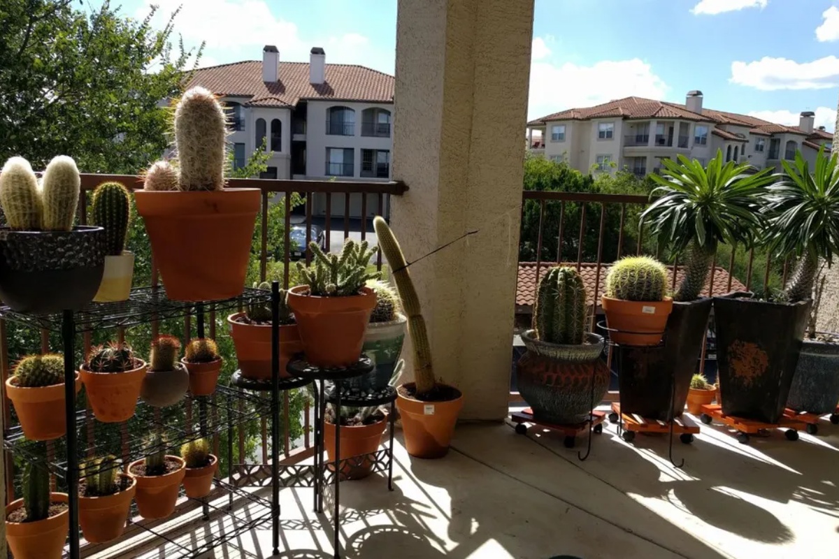 Nije samo za ukras: šta znači staviti kaktus na balkon – image 3